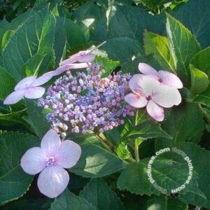 Hortensia - schermvormig | Hydrangea macr. 'Mariesii Perfecta'