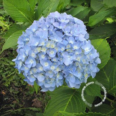 Hortensia - bolvormig | Hydrangea macr. 'Nikko Blue'