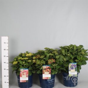 Hortensia - bolvormig | Hydrangea macr. Magical Four Seasons 'Revolution®'