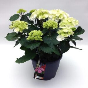 Hortensia - bolvormig | Hydrangea macr. 'Wudu' ®