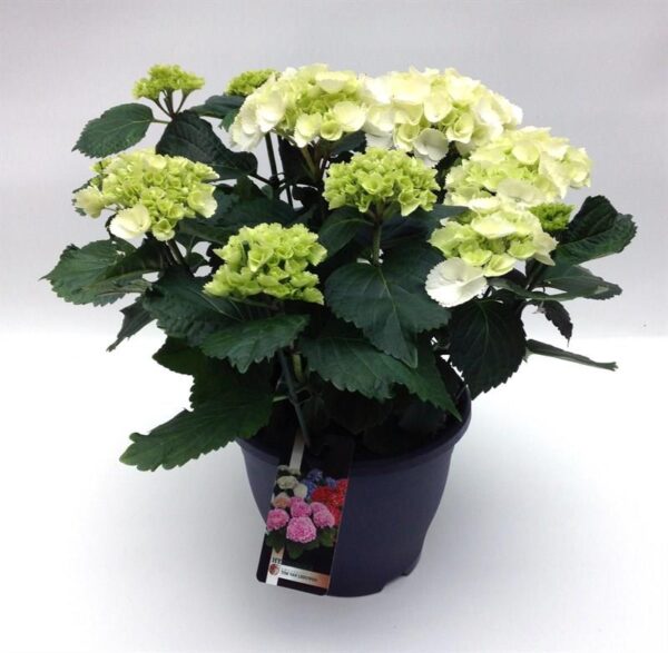 Hortensia - bolvormig | Hydrangea macr. 'Wudu' ®