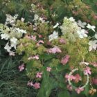 Pluimhortensia | Hydrangea pan. 'Silver Dollar'