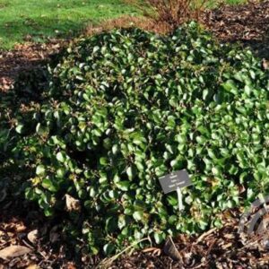 Struikklimop | Hedera hel. 'Arbori Compact'