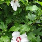 Altheastruik - Tuinhibiscus | Hibiscus syriacus 'Hamabo' | In pot 5L | Hoogte 40-60cm Altheastruik - Tuinhibiscus | Hibiscus syriacus 'Hamabo'
