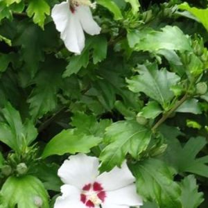Altheastruik - Tuinhibiscus | Hibiscus syriacus 'Hamabo'