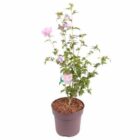 Altheastruik - Tuinhibiscus | Hibiscus syriacus 'Lavender Chiffon'