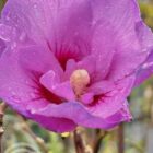 Altheastruik - Tuinhibiscus | Hibiscus syriacus 'Lavender Chiffon'