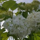 Hortensia | Hydrangea arborescens 'Annabelle'