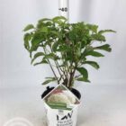 Hortensia | Hydrangea arborescens 'Incrediball' | In pot 3L | Hoogte 25-30cm Hortensia | Hydrangea arborescens 'Incrediball'