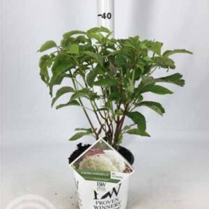 Hortensia | Hydrangea arborescens 'Incrediball'