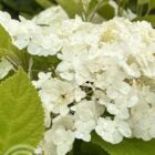 Hortensia | Hydrangea arborescens 'Incrediball' | In pot 3L | Hoogte 25-30cm Hortensia | Hydrangea arborescens 'Incrediball' bloem