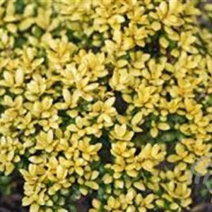 Japanse hulst | Ilex cren. 'Golden Tip'