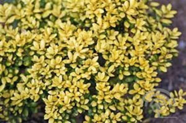 Japanse hulst | Ilex cren. 'Golden Tip'