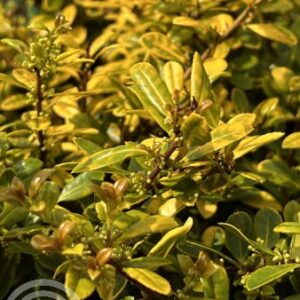Japanse hulst | Ilex cren. 'Golden Gem'