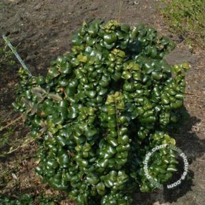 Japanse liguster | Ligustrum jap. 'Rotundifolium'