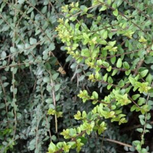 Kamperfoelie | Lonicera pileata