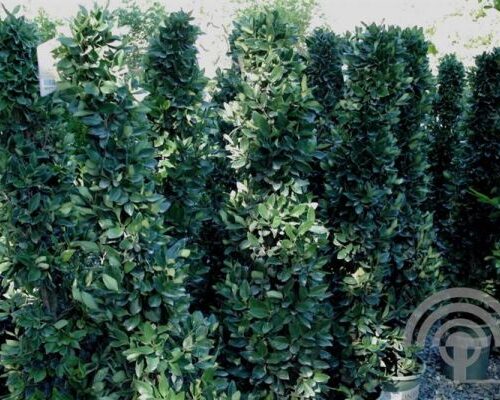 Liguster | Ligustrum jap. 'Texanum'