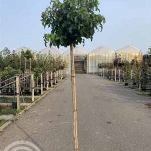 Bol Amberboom | Liquidambar styraciflua 'Gum Ball'