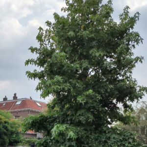 Amberboom | Liquidambar styraciflua