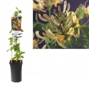 wilde kamperfoelie Lonicera periclymenum