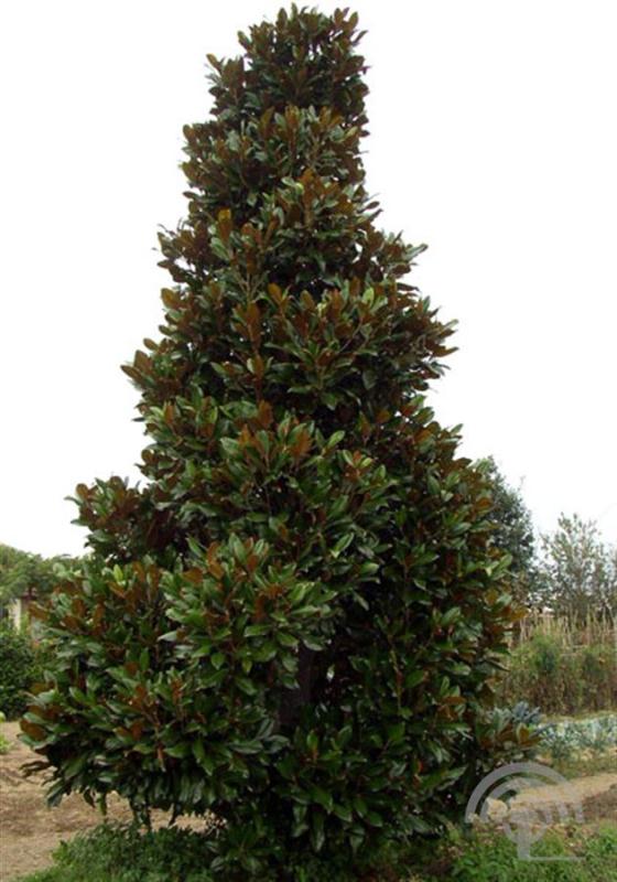 Beverboom | Magnolia grand. 'Gallissoniensis'