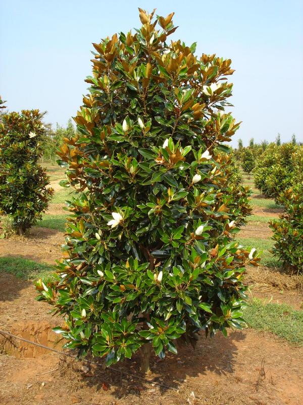 Beverboom | Magnolia grand. 'Little Gem'