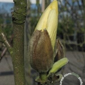 Beverboom | Magnolia 'Yellow River'