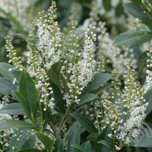 Laurierkers | Prunus laur. 'Mano'
