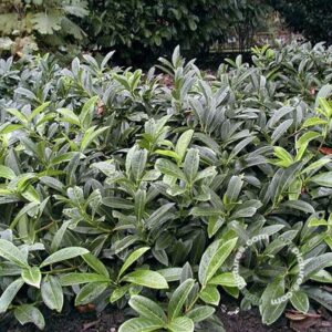 Laurierkers | Prunus l. 'Mount Vernon'