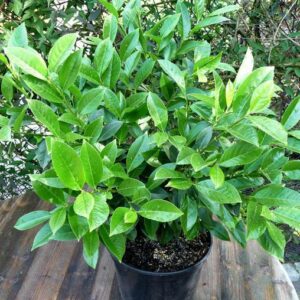 Laurierkers | Prunus l. 'Piranha' ®