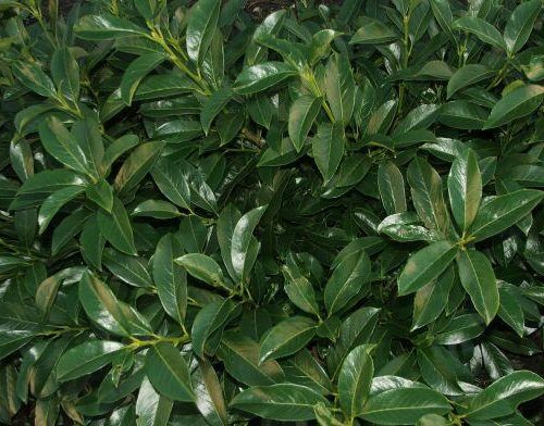 Laurierkers | Prunus laur. 'Polster'