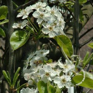 Sierpeer | Pyrus calleryana 'Chanticleer' (10-12 HO STAM MDKL LEIVORM)