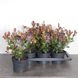 Glansmispel | Photinia fraseri 'Little Red Robin'