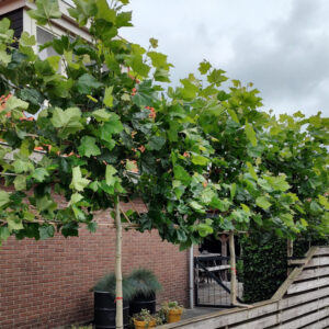 Gewone plataan | Platanus hispanica (leivorm)
