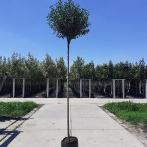Bolvormige sierkers | Prunus eminens 'Umbraculifera'