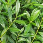Laurierkers | Prunus lauroceracus 'Caucasica' | Bladdetail