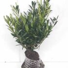 Laurierkers | Prunus lauroceracus 'Otto Luyken'