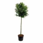 Laurierkers | Prunus laurocerasus 'Caucasica' | Hoogstam