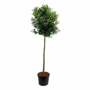 Laurierkers | Prunus laurocerasus 'Caucasica' | Hoogstam
