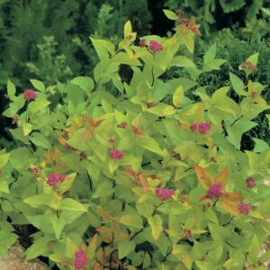 Spierstruik | Spiraea japonica 'Firelight'