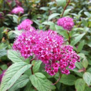 Spierstruik | Spiraea japonica 'Froebelii'