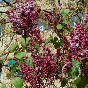 Gewone sering | Syringa v. 'Belle de Nancy'