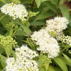Spierstruik | Spiraea japonica 'Albiflora'