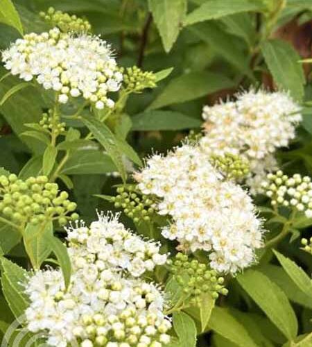 Spierstruik | Spiraea japonica 'Albiflora'