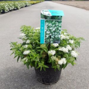 Spierstruik | Spiraea japonica 'Albiflora'