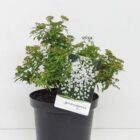 Spierstruik | Spiraea japonica 'Albiflora'