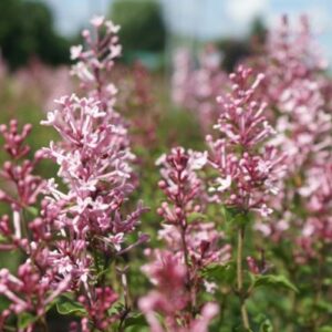 Dwergsering | Syringa bloomerang® 'Pink Perfume'