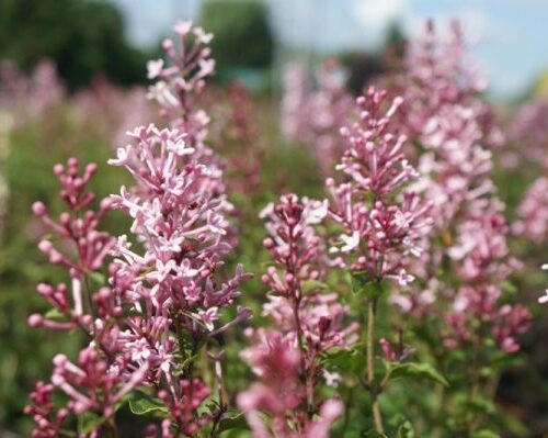 Dwergsering | Syringa bloomerang® 'Pink Perfume'