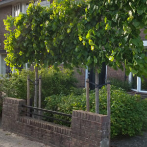 Koningslinde | Tilia europaea 'Pallida'