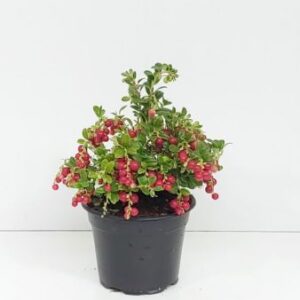 Vaccinium vitis-idaea